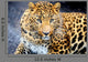 Leopard Wall Decal