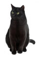 Black Cat Wall Decal