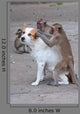 Monkeys Checking For Fleas Wall Decal