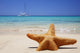 Starfish in the Sand Wall Decal