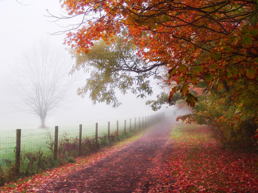 Misty Autumn Morning Wall Decal