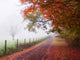 Misty Autumn Morning Wall Decal