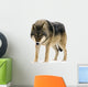 Gray Wolf Canis Lupus Wall Decal
