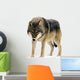 Gray Wolf Canis Lupus Wall Decal