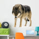 Gray Wolf Canis Lupus Wall Decal