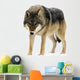 Gray Wolf Canis Lupus Wall Decal