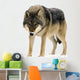 Gray Wolf Canis Lupus Wall Decal