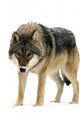 Gray Wolf Canis Lupus Wall Decal