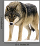 Gray Wolf Canis Lupus Wall Decal
