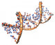 Dna Molecule Wall Decal