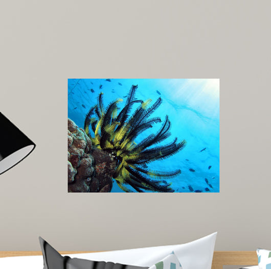 Crinoide Wall Decal