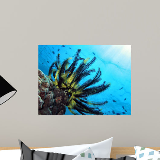 Crinoide Wall Decal