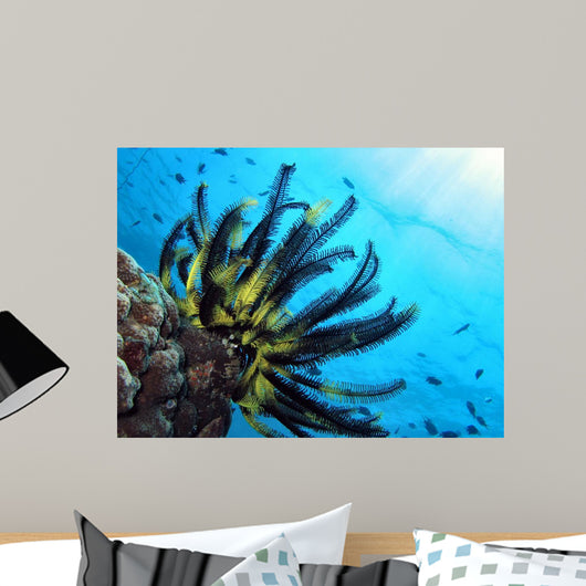 Crinoide Wall Decal