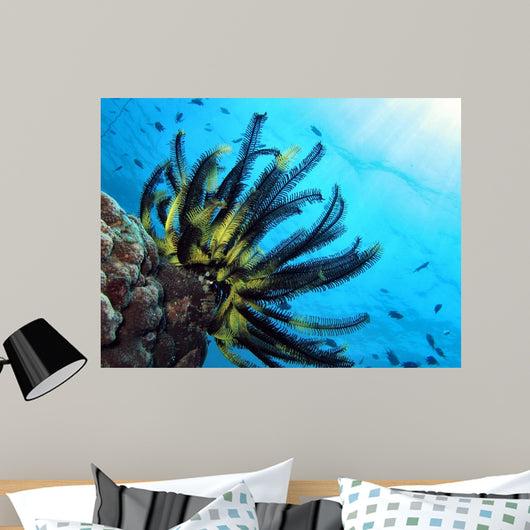 Crinoide Wall Decal