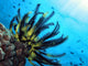 Crinoide Wall Decal