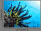 Crinoide Wall Decal