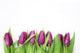 Tulpen Wall Decal