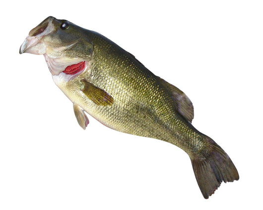 Fishing Catch Bass Wall Decal