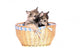 Two Wolf Dog Puppies Wall Decal
