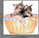 Two Wolf Dog Puppies Wall Decal