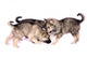 Three Wolf Dog Puppies Playing Wall Decal