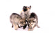 Feeding Wolf Dog Puppies Wall Decal