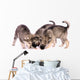 Three Wolf Dog Puppies Eating Treats Wall Decal
