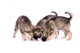 Three Wolf Dog Puppies Eating Treats Wall Decal
