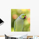 Ring Necked Parakeet Wall Decal