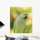 Ring Necked Parakeet Wall Decal
