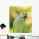 Ring Necked Parakeet Wall Decal