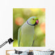 Ring Necked Parakeet Wall Decal