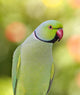 Ring Necked Parakeet Wall Decal