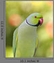 Ring Necked Parakeet Wall Decal