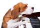Dog Playing Piano Wall Decal