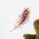 Peacock Feather-Peacock Feather-Vector Wall Decal