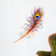 Peacock Feather-Peacock Feather-Vector Wall Decal
