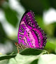 Pink Butterfly Leaf Wall Decal