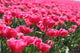 Tulips Wall Decal