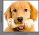 Happy Golden Retriever Dog Wall Decal