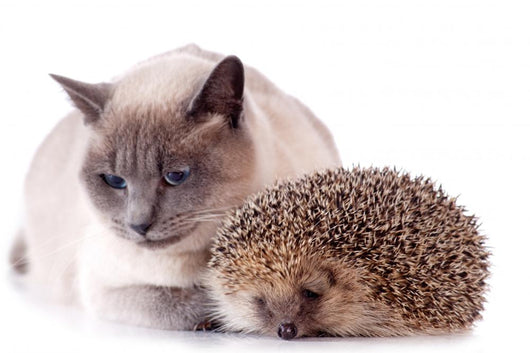 Cat And Hedgehog Wall Decal