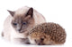 Cat And Hedgehog Wall Decal