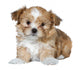 Cute Brown Puppy Wall Decal