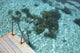 Scale Blue Lagoon Wall Decal
