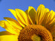 Sunflower Half Close-Up Wall Decal