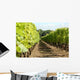 Rang Vigne Wall Decal