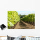 Rang Vigne Wall Decal