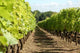 Rang Vigne Wall Decal