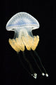Australian Spotted Jellyfish Pyllorhiza Wall Decal
