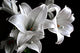 Lilies Close-Up Wall Decal